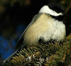 Mésange à tête noire