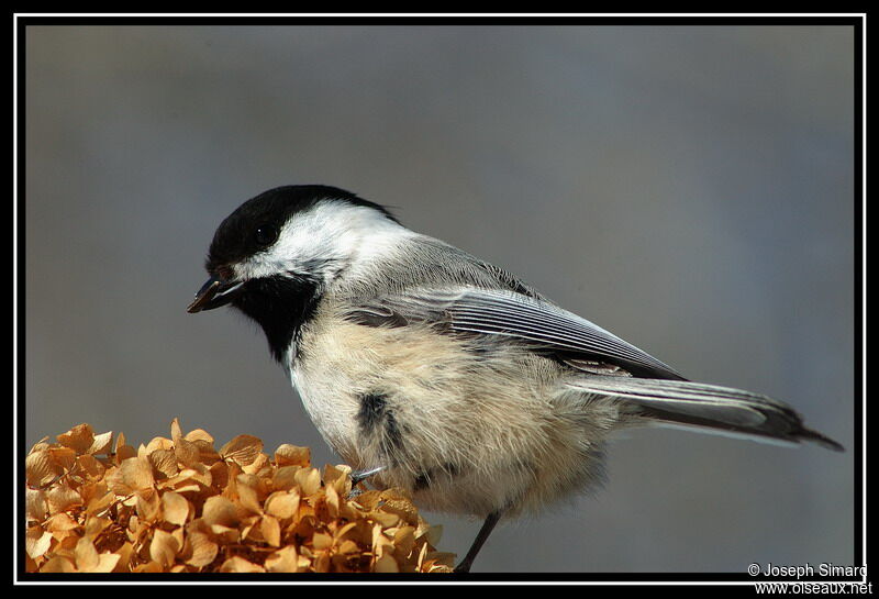 Mésange à tête noire