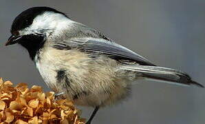 Mésange à tête noire