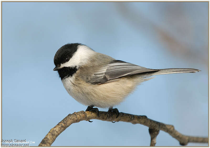 Black-capped Chickadeeadult breeding, identification