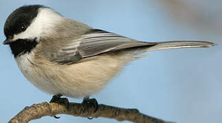 Black-capped Chickadee