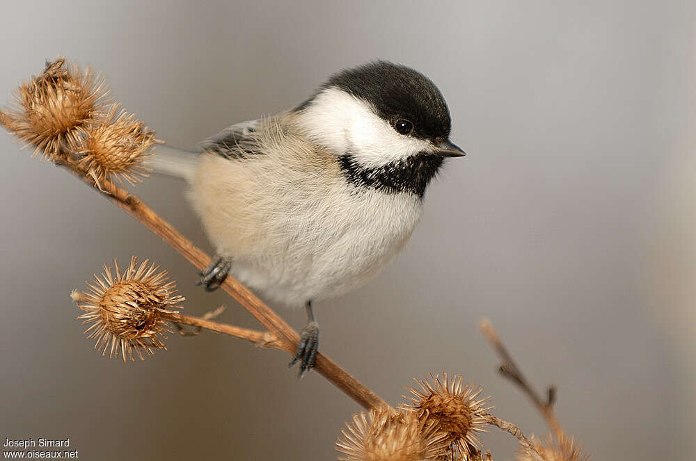 Mésange à tête noireadulte internuptial, pigmentation