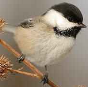 Black-capped Chickadee