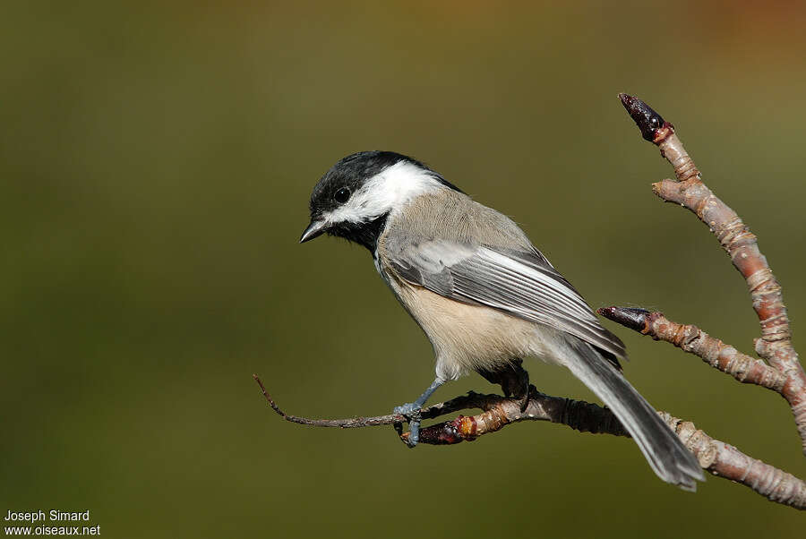 Black-capped Chickadeeadult, identification, pigmentation