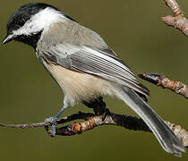 Black-capped Chickadee