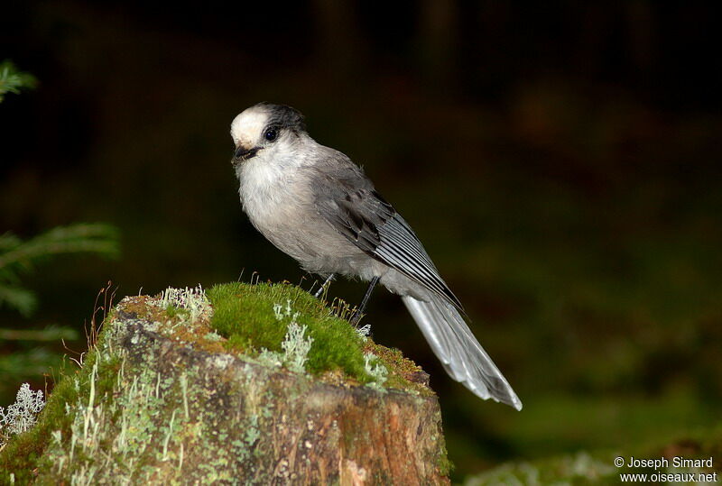 Grey Jay