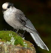 Grey Jay