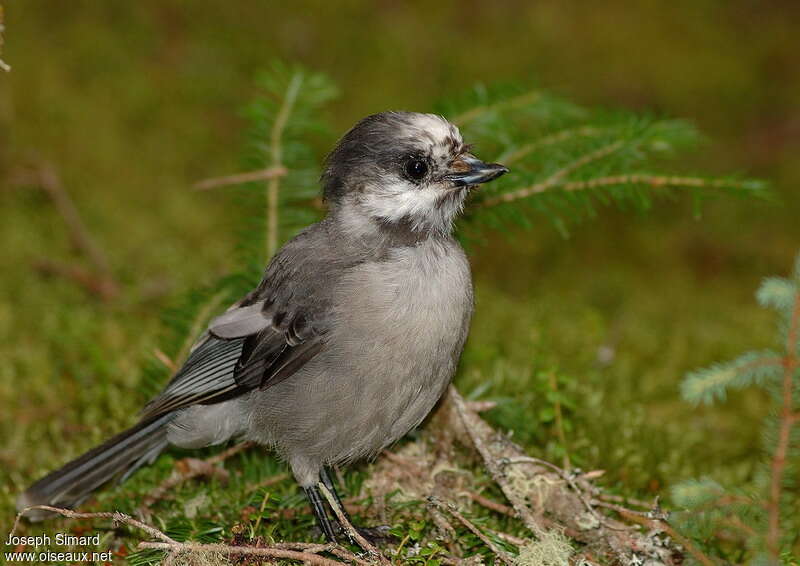 Canada Jayjuvenile, identification