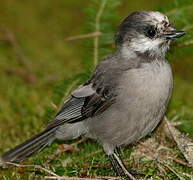 Grey Jay