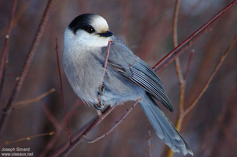 Grey Jay, identification