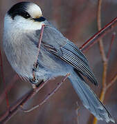 Grey Jay