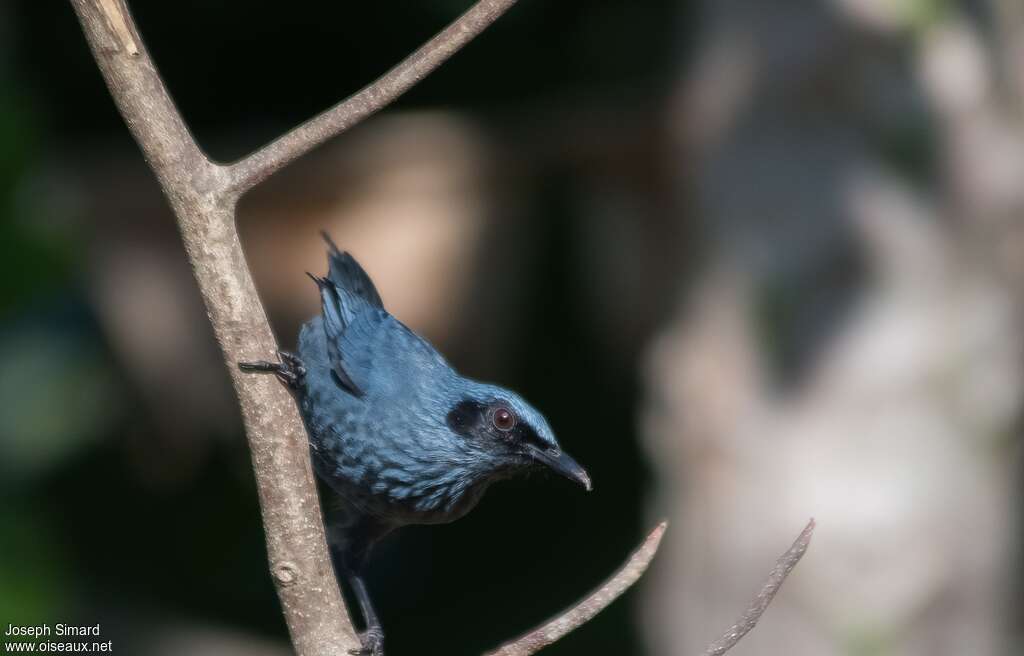 Moqueur bleu, identification