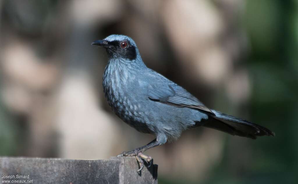 Blue Mockingbird male adult, identification