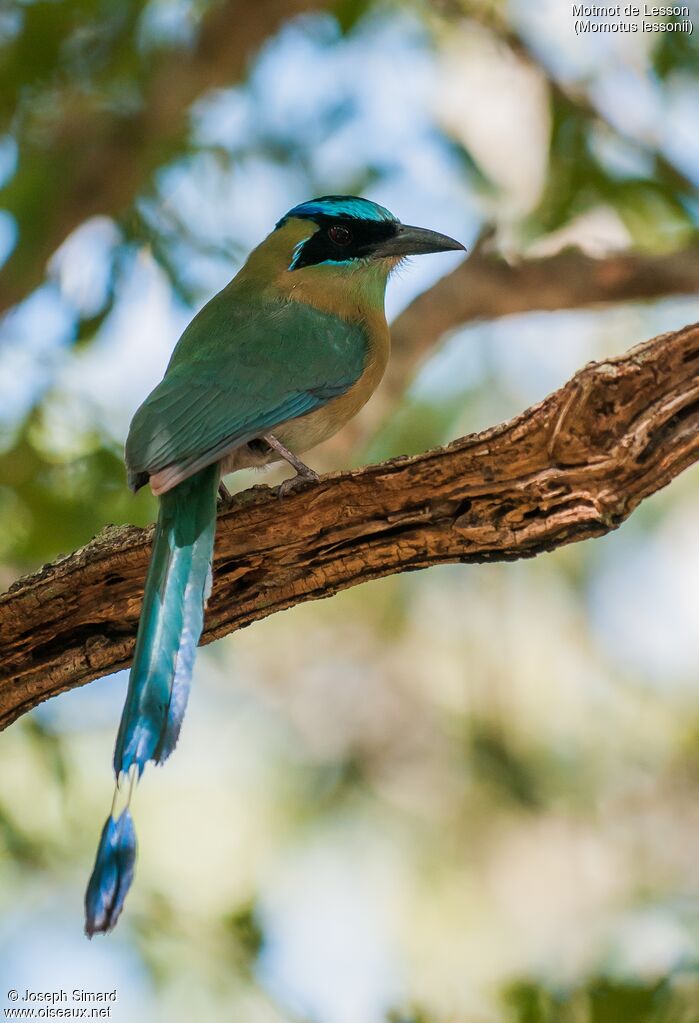 Lesson's Motmot male