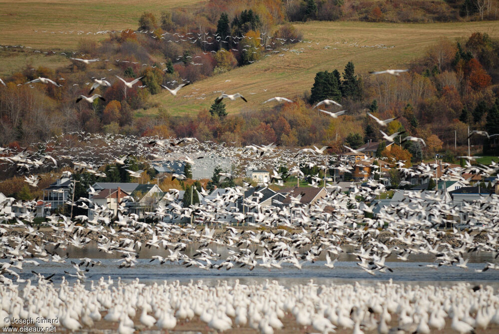 Snow Goose