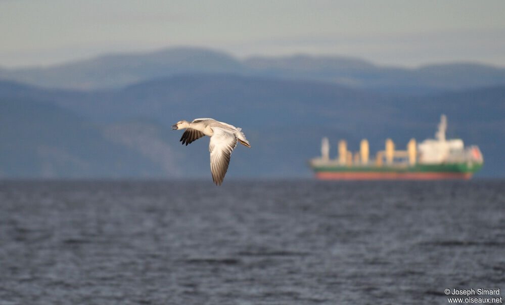 Snow Goosejuvenile