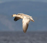 Snow Goose