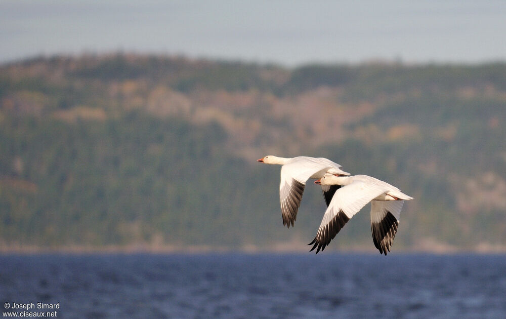 Snow Goose