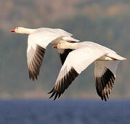 Snow Goose