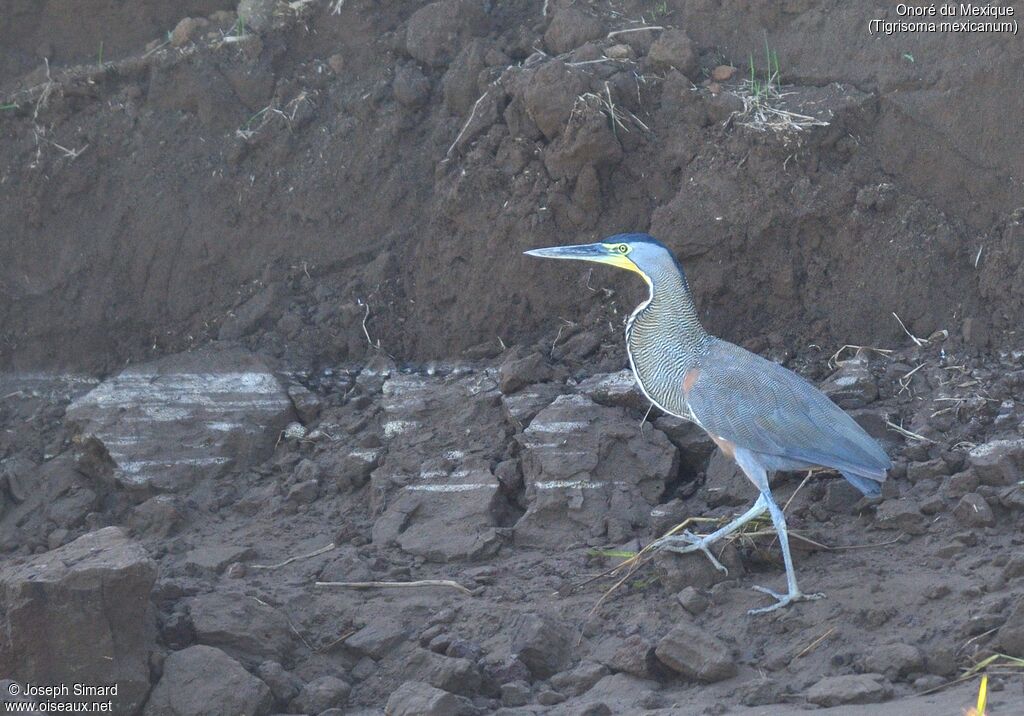 Bare-throated Tiger Heron