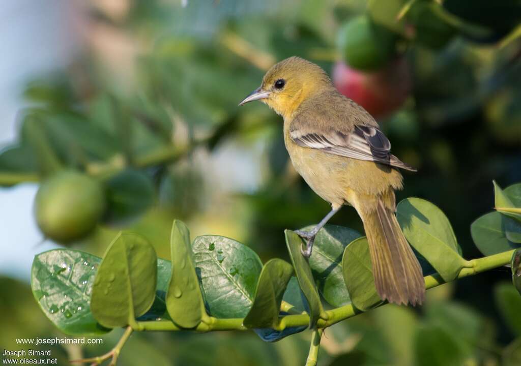 Oriole des vergers femelle adulte, identification