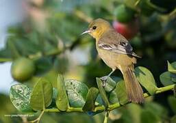 Orchard Oriole