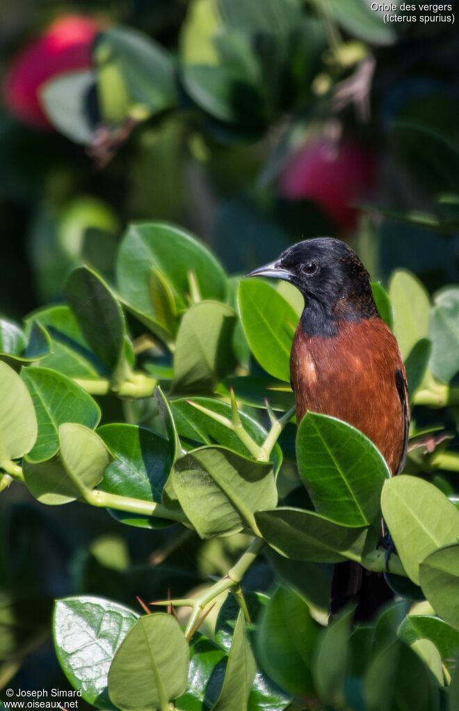 Oriole des vergers