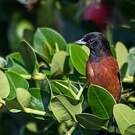 Oriole des vergers