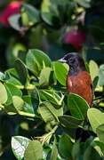 Orchard Oriole