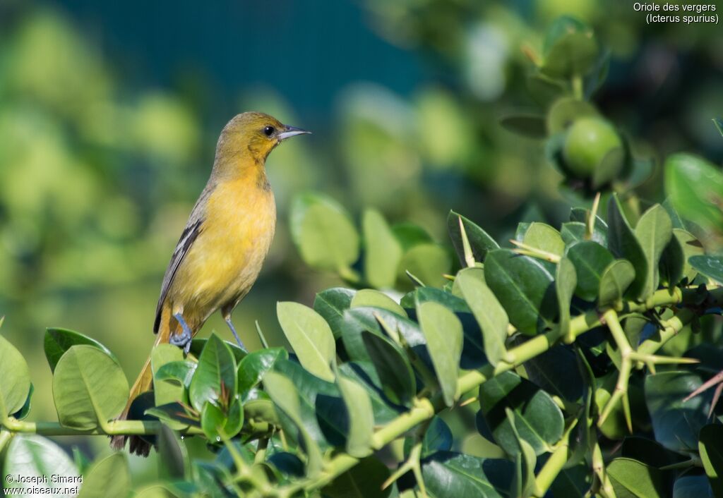 Orchard Oriole