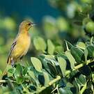 Oriole des vergers
