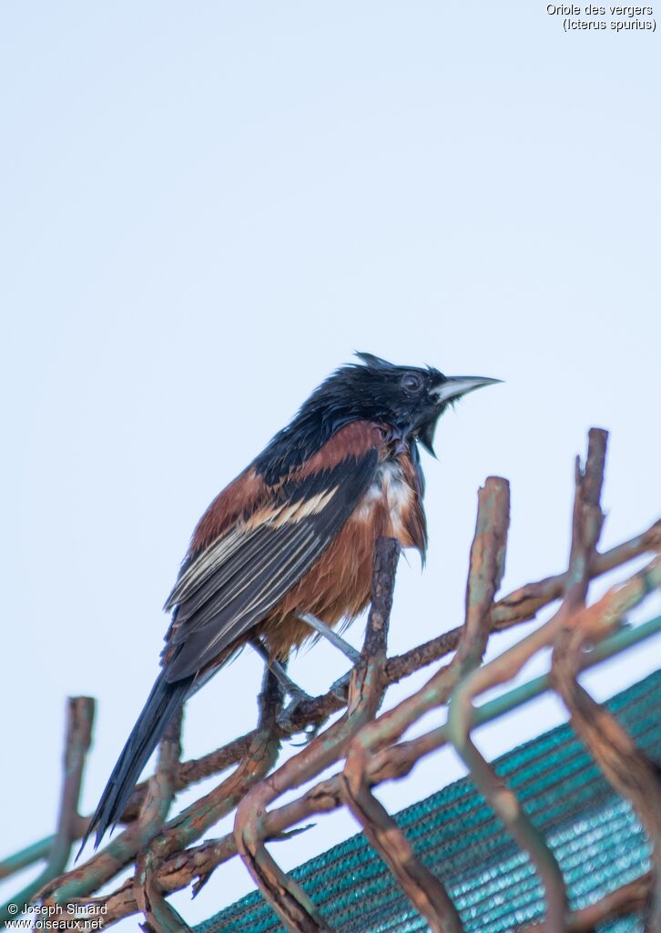 Orchard Oriole male