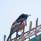 Oriole des vergers