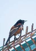 Orchard Oriole