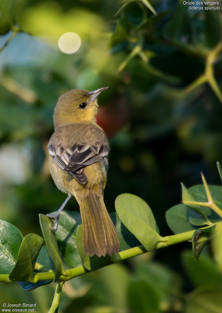 Oriole des vergers femelle