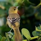 Oriole des vergers