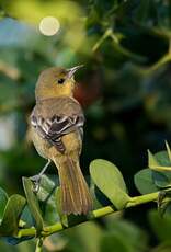 Oriole des vergers