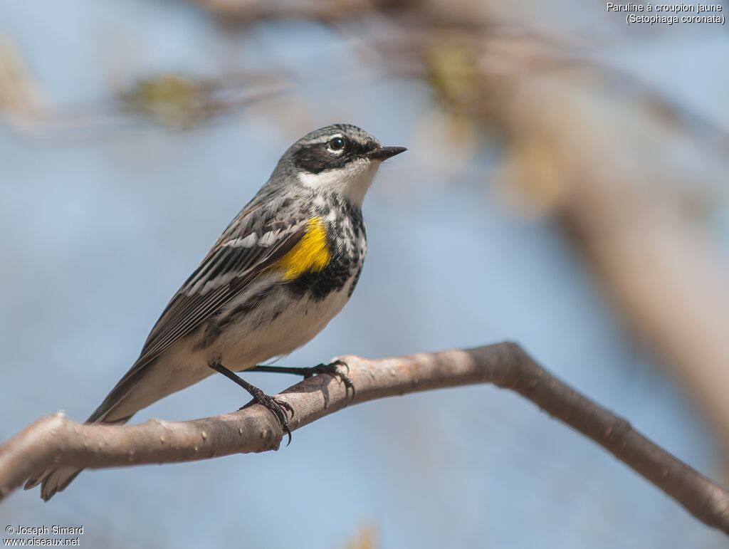 Myrtle Warbler