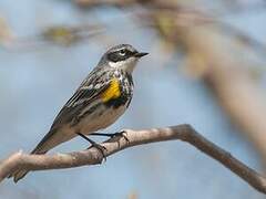 Myrtle Warbler