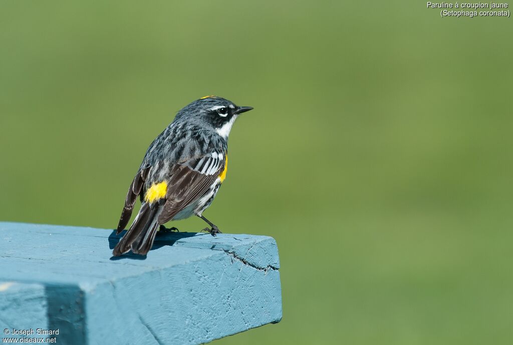 Myrtle Warbler