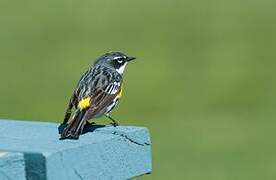 Myrtle Warbler