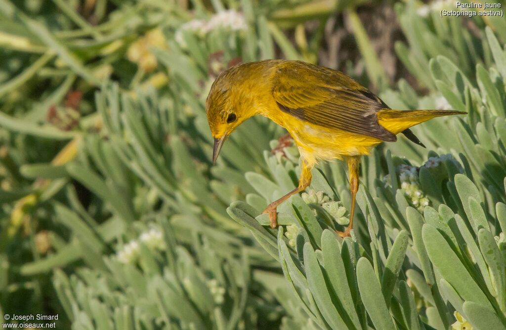 American Yellow Warbler