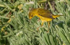 Paruline jaune