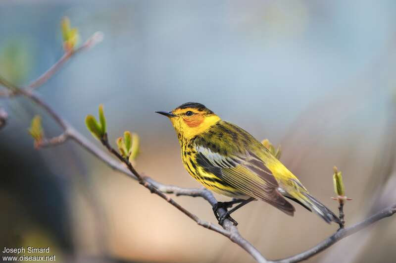Cape May Warbler male adult breeding, identification