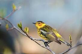 Cape May Warbler