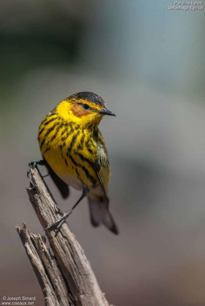 Cape May Warbler