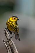 Cape May Warbler