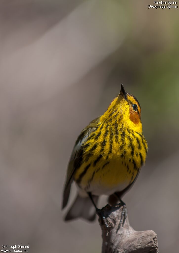 Paruline tigrée