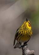 Cape May Warbler