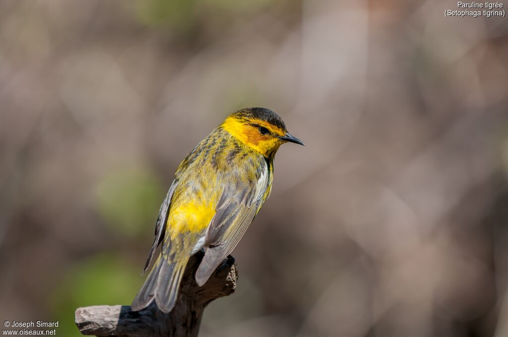 Cape May Warbler